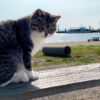【旅行記】福岡にある「猫島」相島の行き方と現状・フェリーの時間を解説